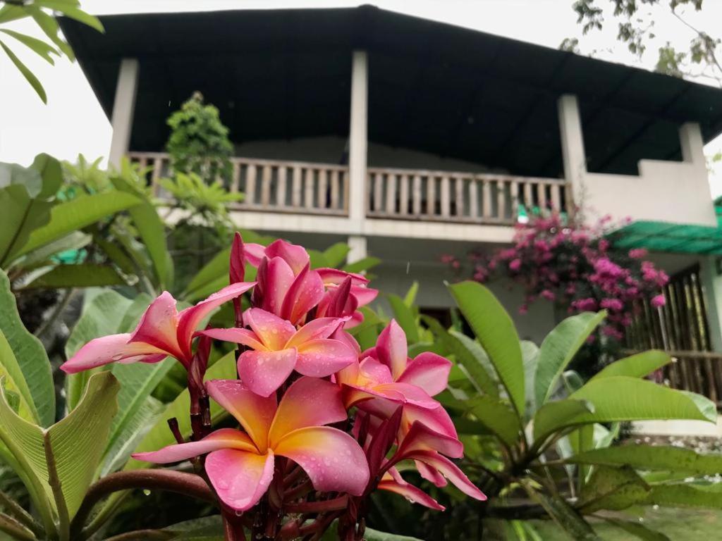 Hotel Quinta El Mamey Río Verde Esterno foto